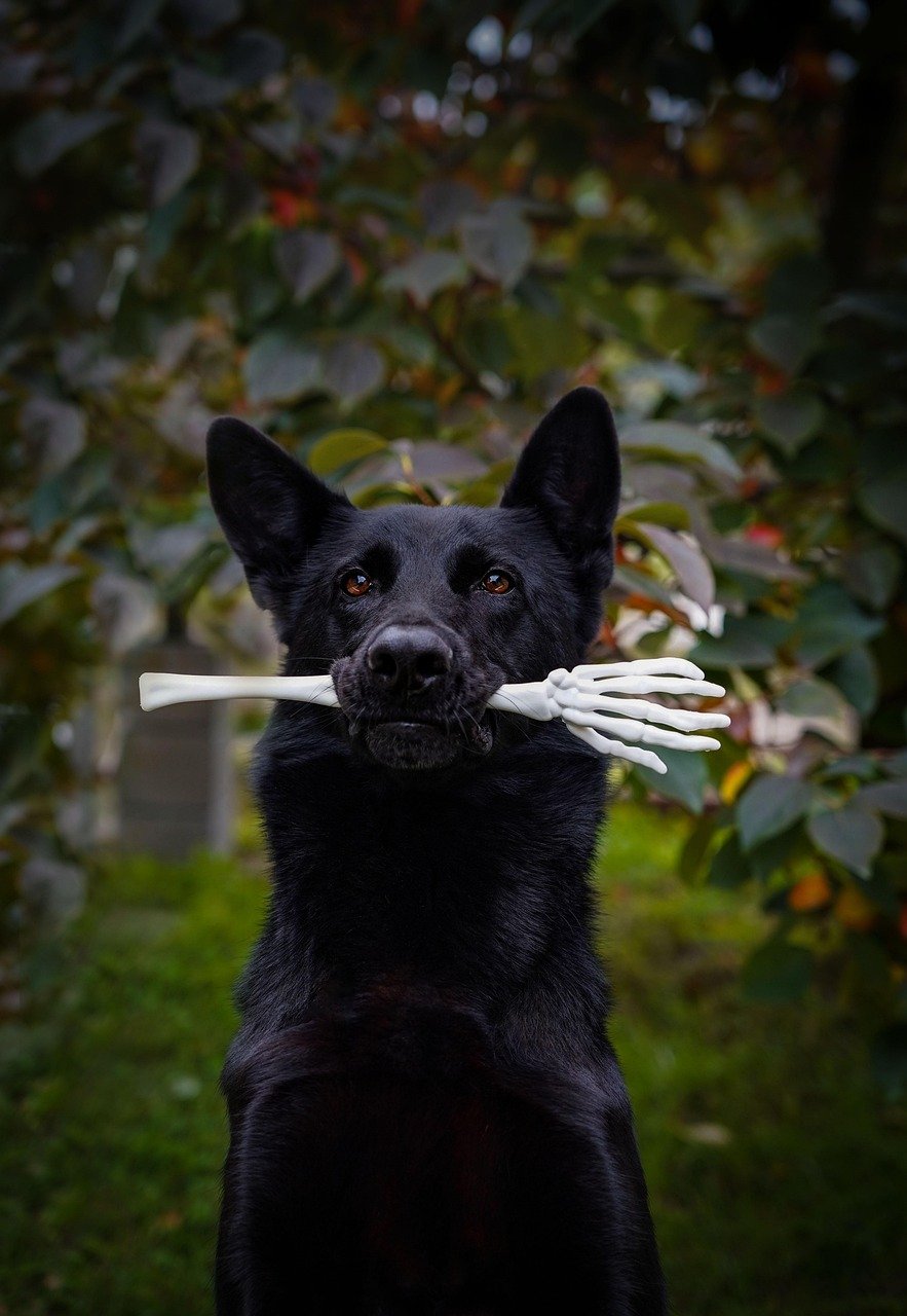 halloween, german shepherd, backyard, dog, nature, canine, pet, animal, outdoors, black dog