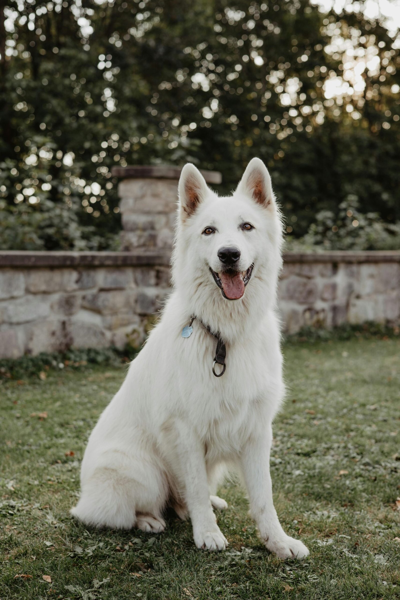 Happy White Swiss Shepherd sits outdoors in a lush green park during daytime.
