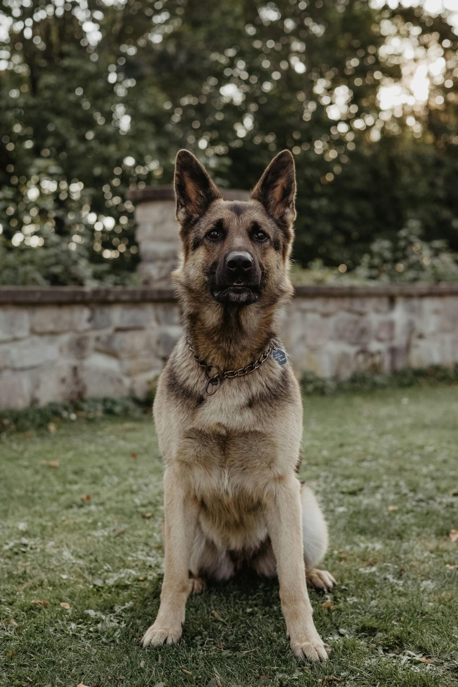 German Shepherd dog sitting on grass with a stone wall backdrop.