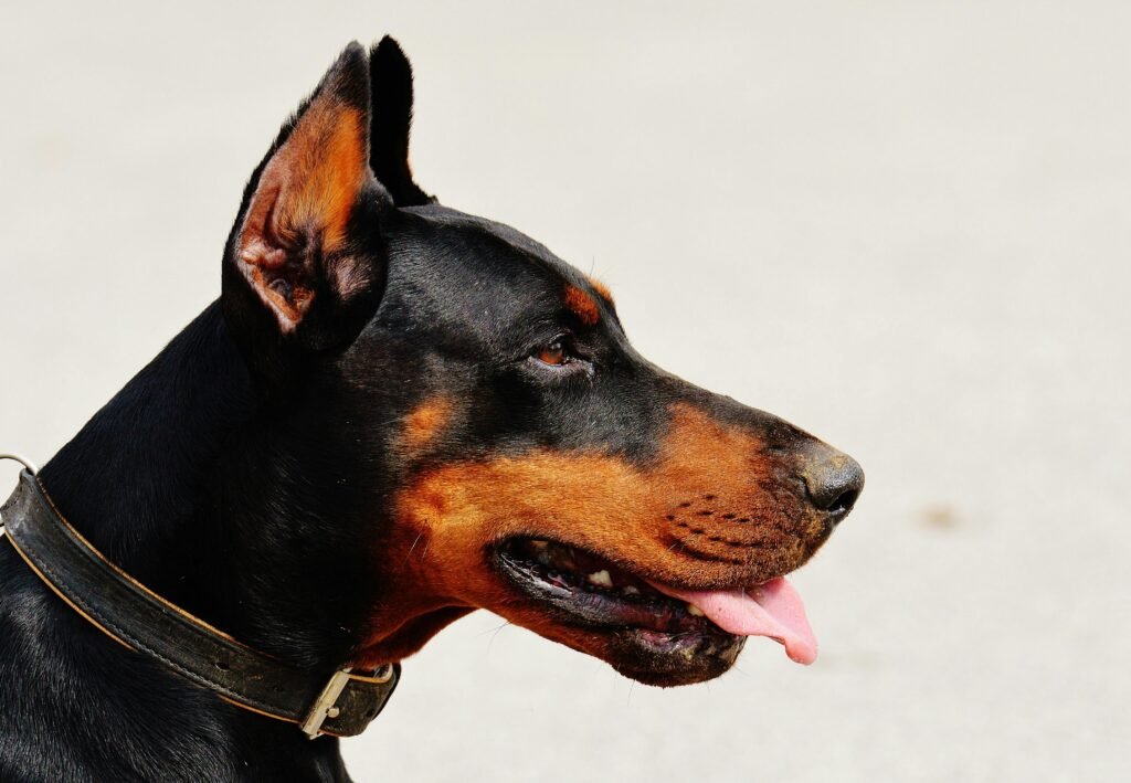Side view close-up of a Doberman dog with tongue out, wearing a collar, outdoors.