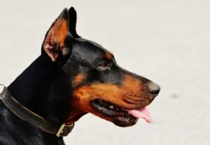 Side view close-up of a Doberman dog with tongue out, wearing a collar, outdoors.